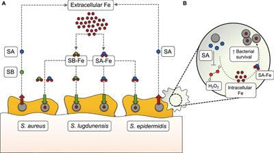 Fighting Staphylococcus epidermidis Biofilm-Associated Infections: Can Iron Be the Key to Success?
